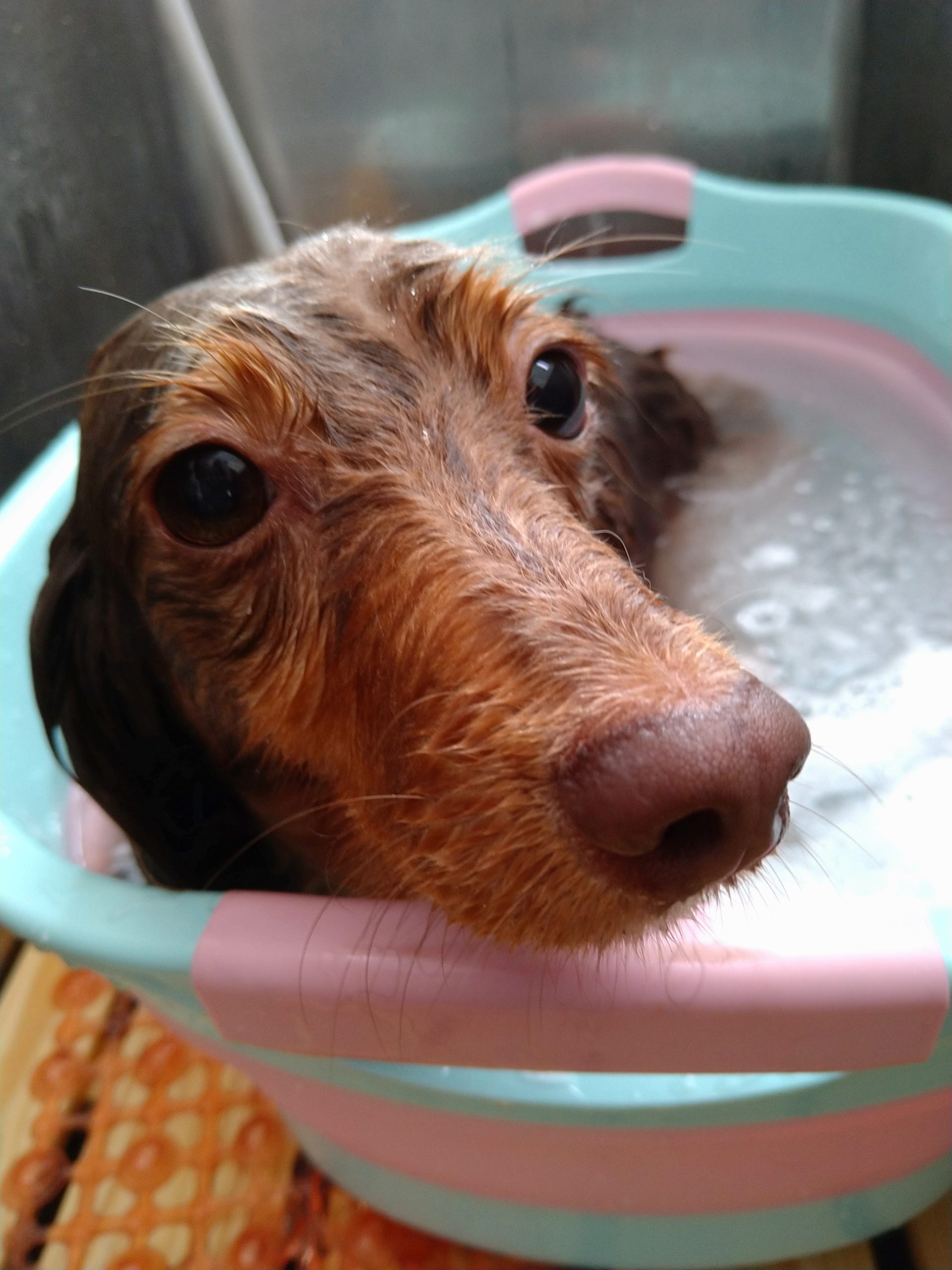 炭酸泉温浴（小型犬）